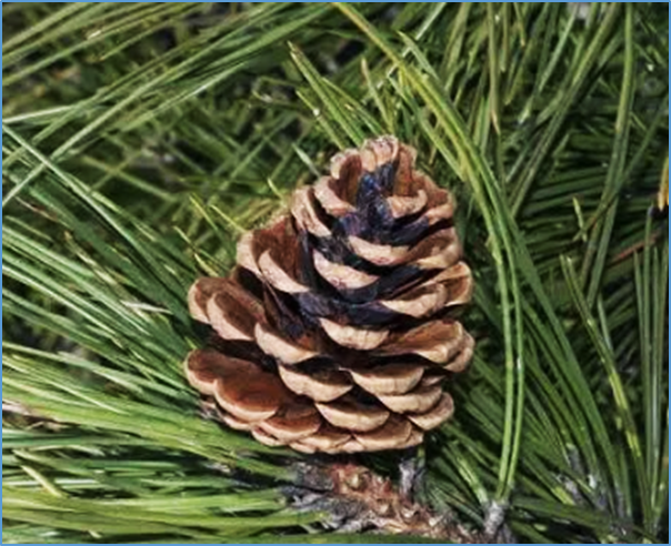 Systemic defense signaling in Austrian pine