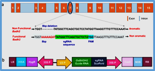Targeted disruption of OsBADH2 induces basmati aroma in the popular indica rice variety IR-64 using CRISPR/Cas9
