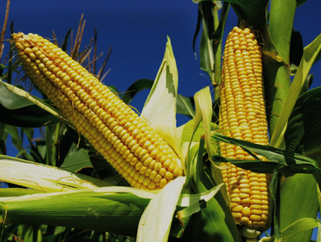 Targeted knockout of a host peroxisomal peptidase confers field resistance to maize lethal necrosis