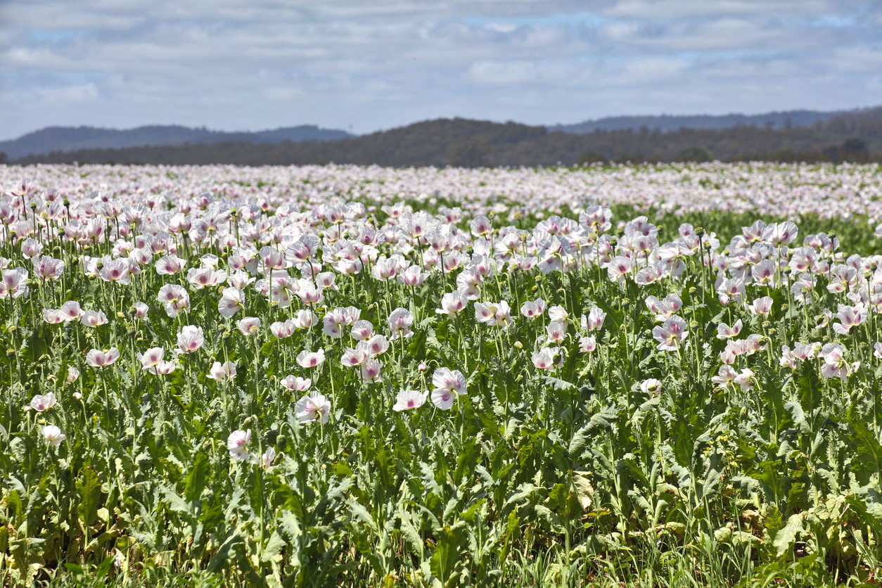 Tasmania Revises Gene Technology Policy