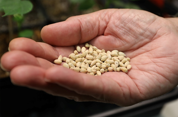 Texas A&M University and Uzbekistan Partner for Next Step Toward Humanitarian Use of Ultra-low Gossypol Cotton