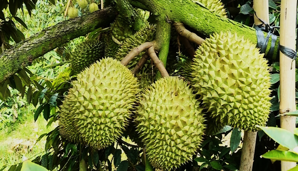 The Comparative Study on Molecular Phylogenetics and Development of Microsatellite Primers From Durian Chloroplast Genomes