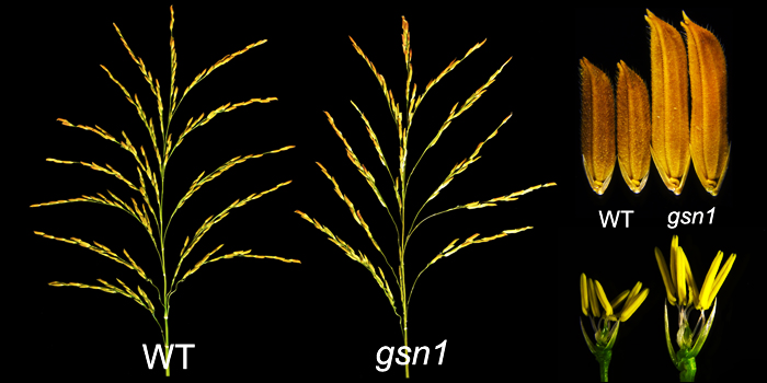 The DTH8-SD1 pair regulates panicle architecture in rice