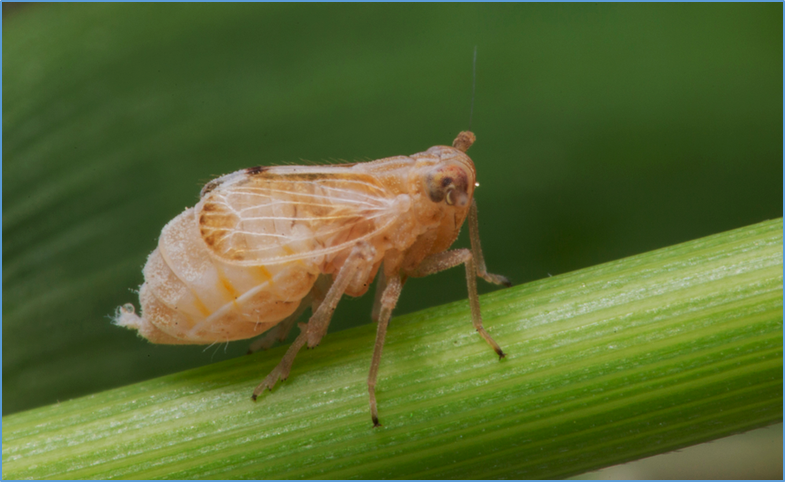The effector NlOBP1b from the brown planthopper suppresses rice immunity by manipulating the OsCK2 complex