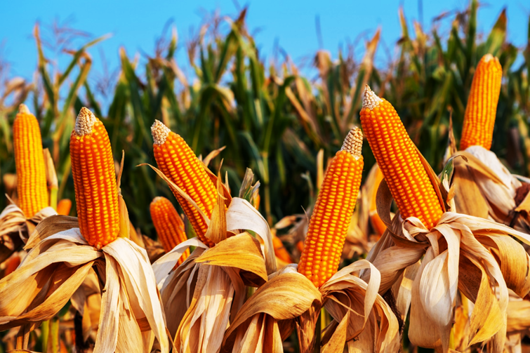 The Enormous Impact of Biotechnology in Agriculture