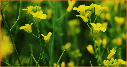 The Philippines approved the canola event LBFLFK for food, feed, and processing.