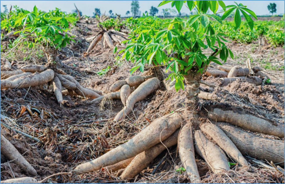 The progressive modernization of cassava breeding programs at International Institute of Tropical Agriculture and future prospects