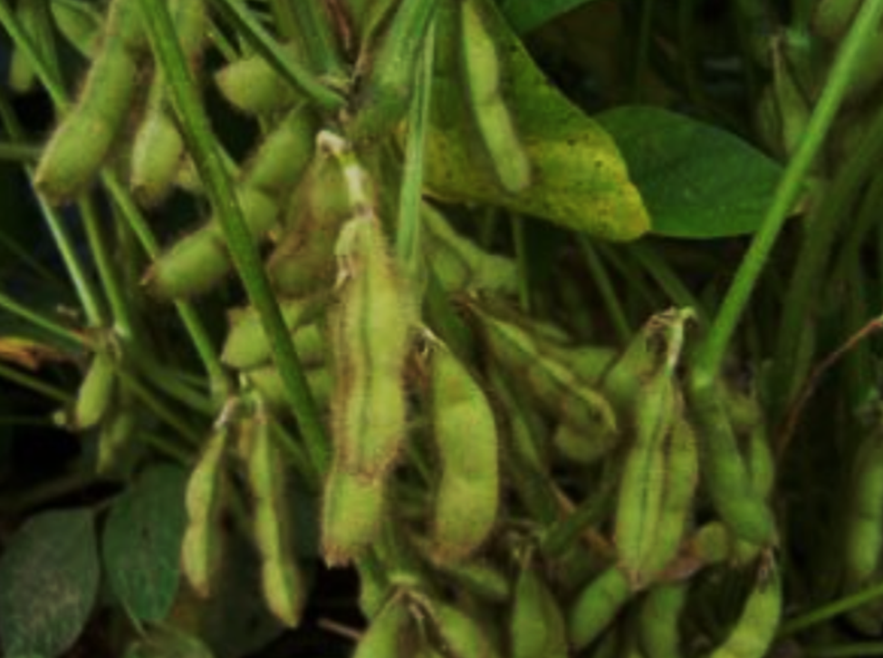 The transcription factor GsWRKY23 gene from wild soybean confers enhanced salt tolerance by regulating GsPER3 expression via ROS homeostasis