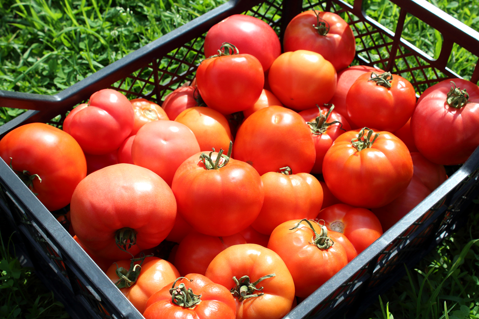 Tiny Zinc-Finger Protein Key to Giant Tomatoes