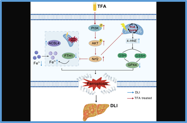 Total flavones from Abelmoschus manihot (L.) Medik. [Malvaceae] extract ameliorates diabetic liver injury: association with ferroptosis suppression and the PI3K/AKT/Nrf2 pathway