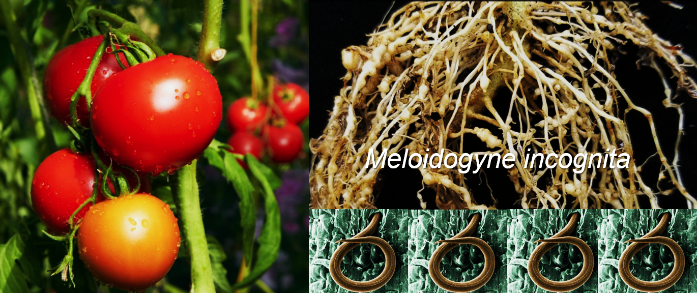Toward sustainable control of phyto-nematodes: integrating lessons from crops to advance genetic modification in tomato