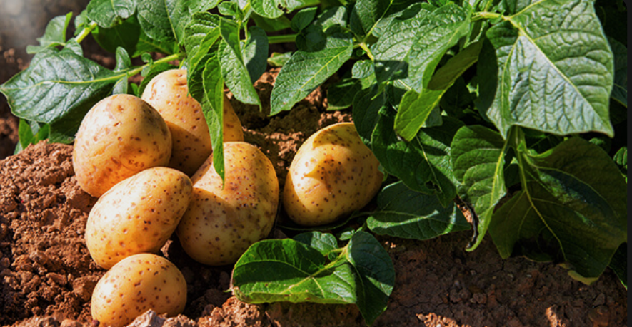 Tracing modern breeding introgressions in European potato