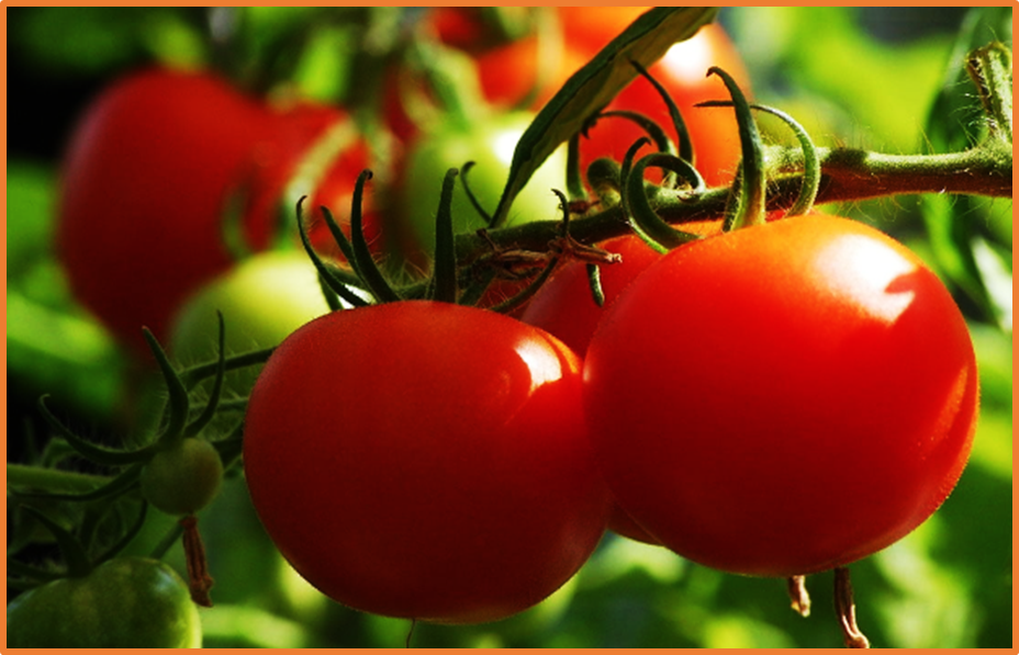 Transcriptome analysis of Pseudomonas syringae pv. tomato DAPP-PG 215 in response to silver nanoparticles exposure