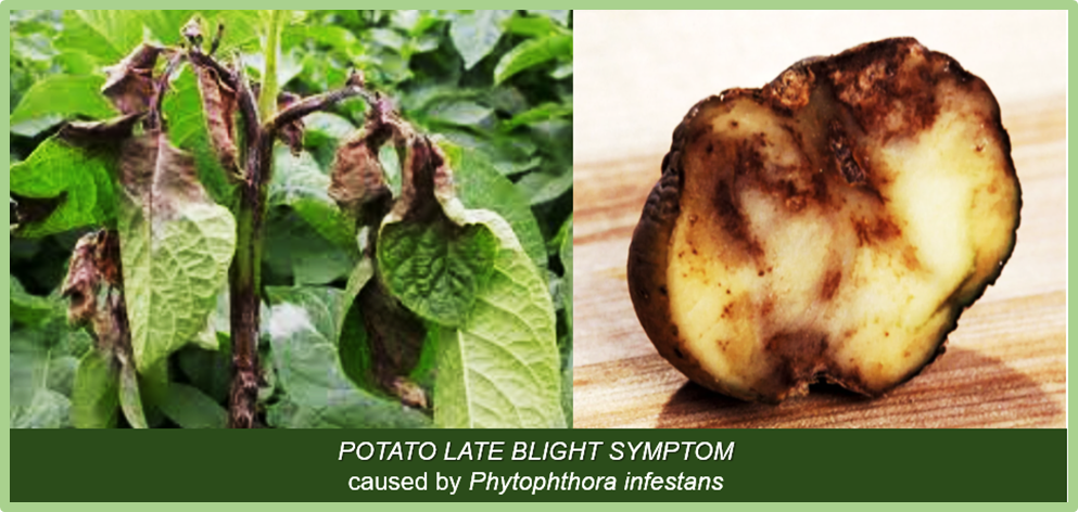 Transcriptome-metabolome integration reveals MYB/WRKY-RGA network and phenylalanine metabolism in potato late blight resistance