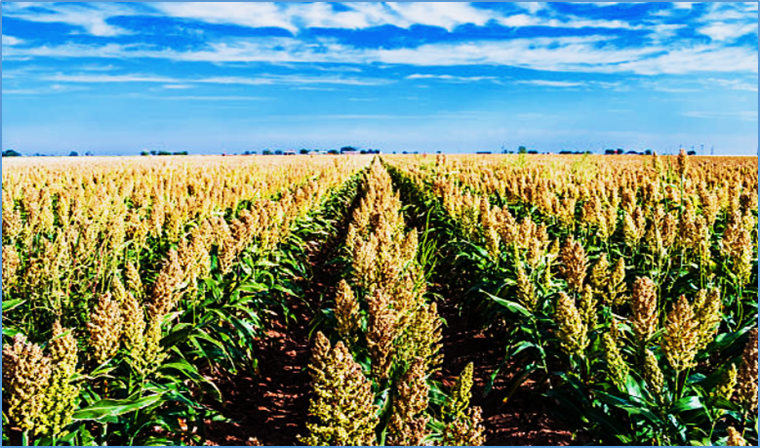 Trehalose-6-phosphate phosphatase-mediated trehalose metabolism shapes sorghum grain domestication for brewing adaptation