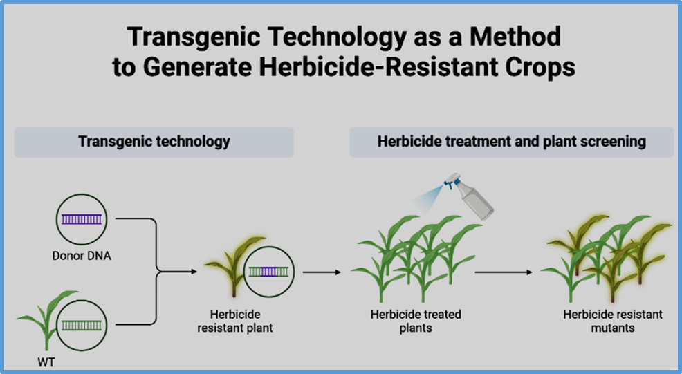 Trust and doubt coexist: an empirical study on the acceptance mechanism of transgenic technology among Chinese youth