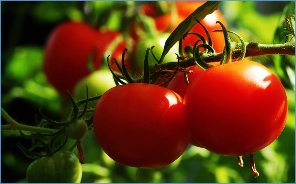 Two transcription factors play critical roles in mediating epigenetic regulation of fruit ripening in tomato