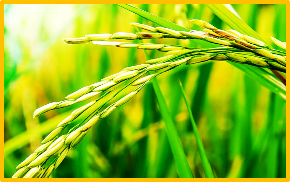 Ubiquitin-mediated degradation restricts spatiotemporal accumulation of the cytoplasmic male sterility protein WA352 to anthers in rice