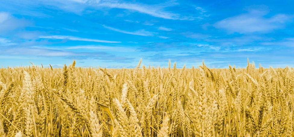 Ukraine to Harmonize GMO Regulations with EU by August 2026