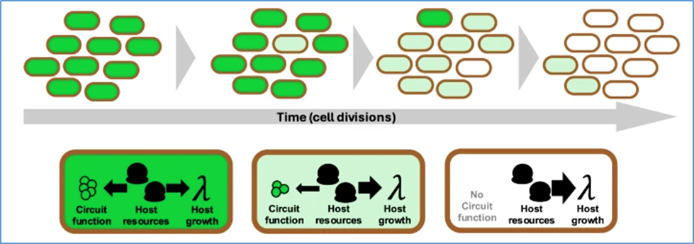 Ultra-high-throughput mapping of genetic design space