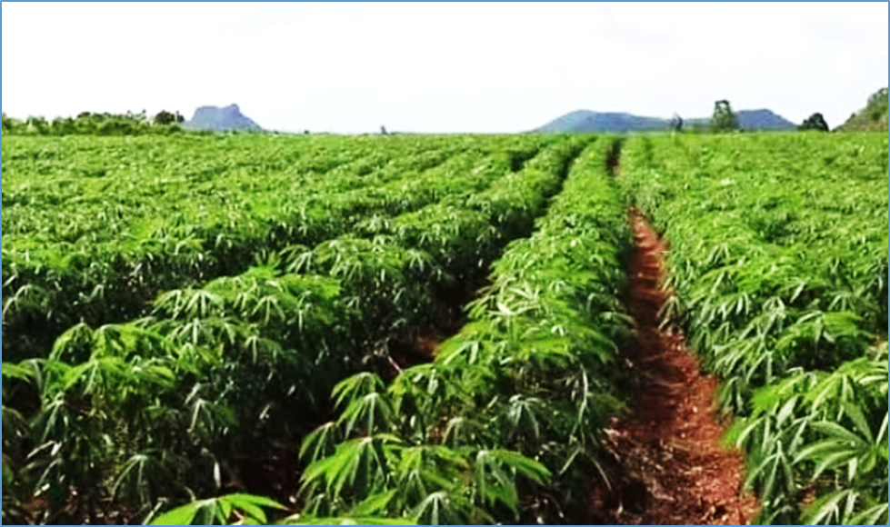 Unlocking genetic diversity in Colombian cassava landraces for accelerated breeding