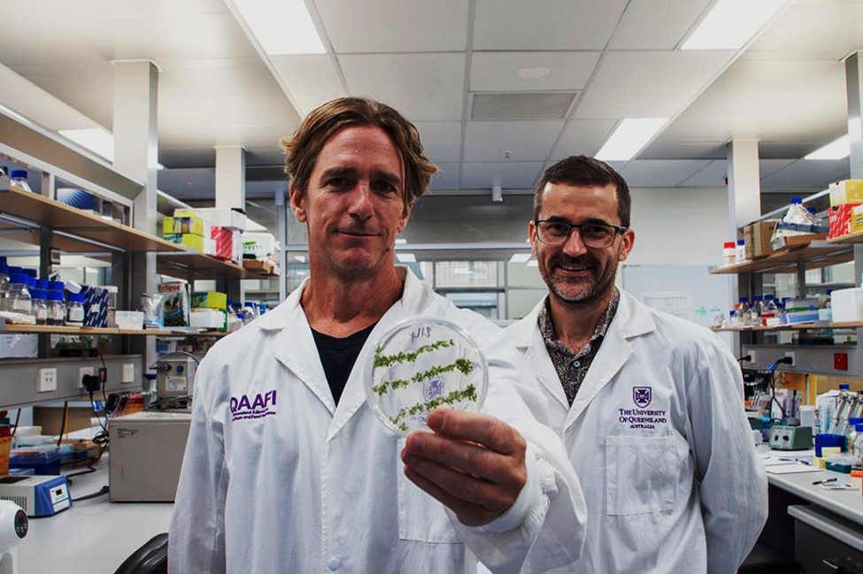UQ Researchers Reveal RNA-Based Biopesticides Can Travel from Leaves to Roots