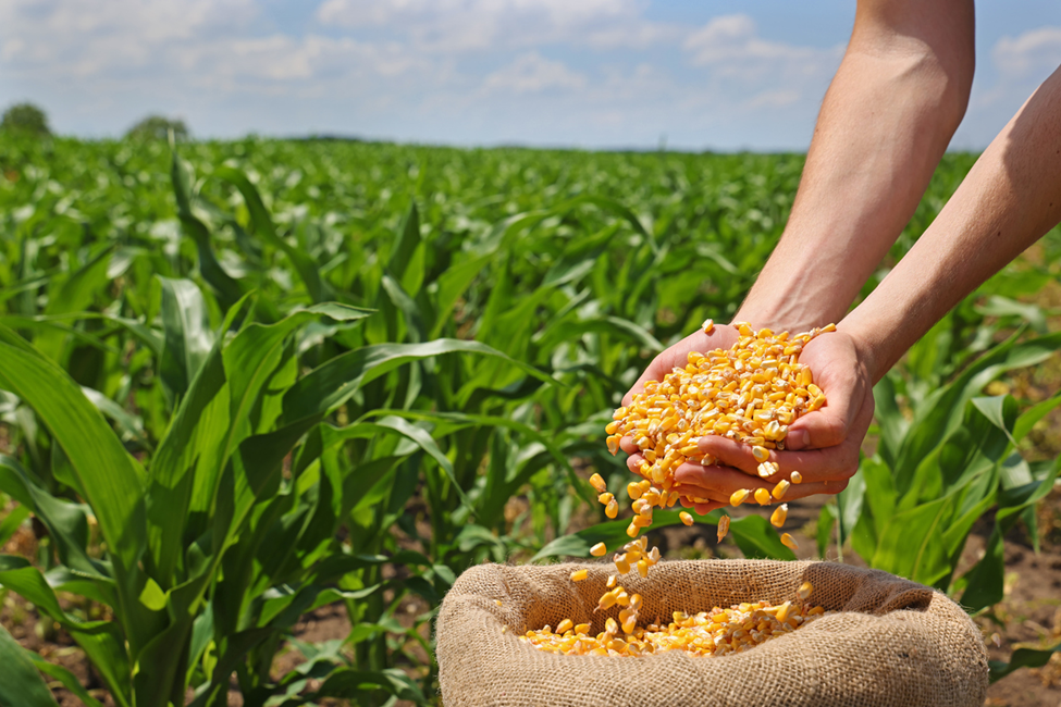 USDA APHIS Deregulates GE Insect Resistant Corn