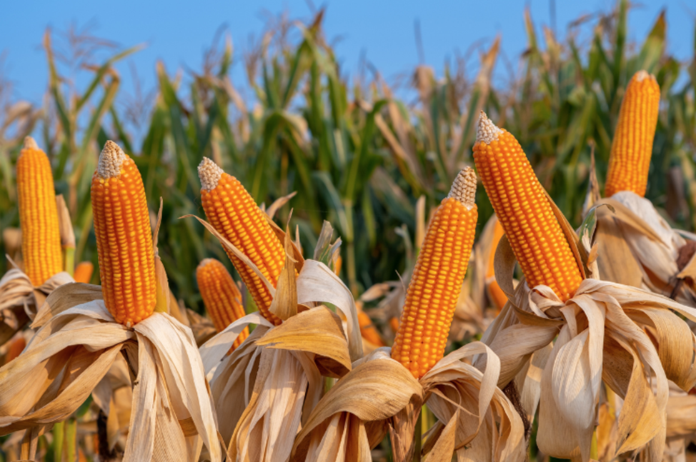 USDA APHIS Extends Deregulation of GE Corn DP51291