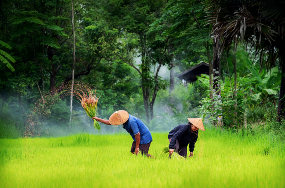  Vietnam updates regulatory framework for agricultural biotechnology