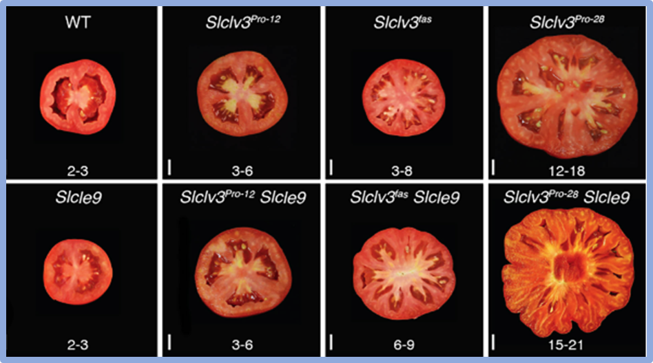 Virus-induced transgene- and tissue culture-free heritable genome editing in tomato