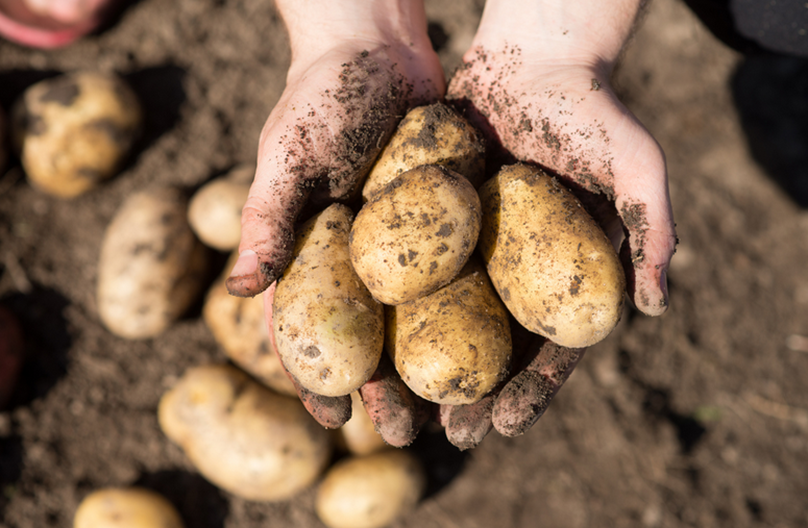 Wageningen University & Research Launches Field Trials for Gene-Edited Potatoes