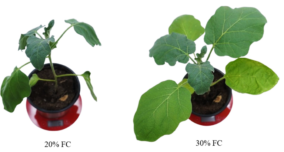 Water stress tolerance, genomic selection and identification of genomic regions in a MAGIC population of eggplant