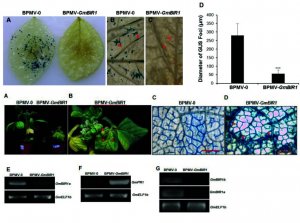 Silencing GmBIR1 in Soybean Results in Activated Defense Responses