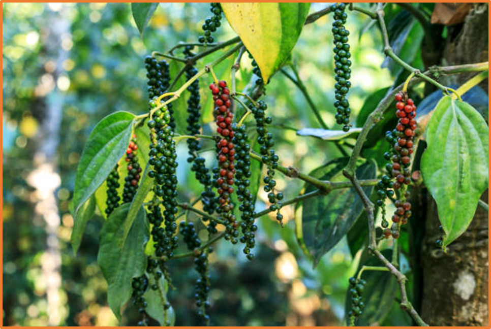 Whole genome based identification of BAHD acyltransferase gene involved in piperine biosynthetic pathway in black pepper