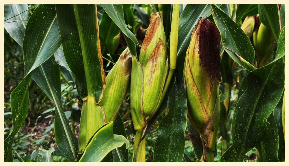 WO2025264683 - genetically edited maize