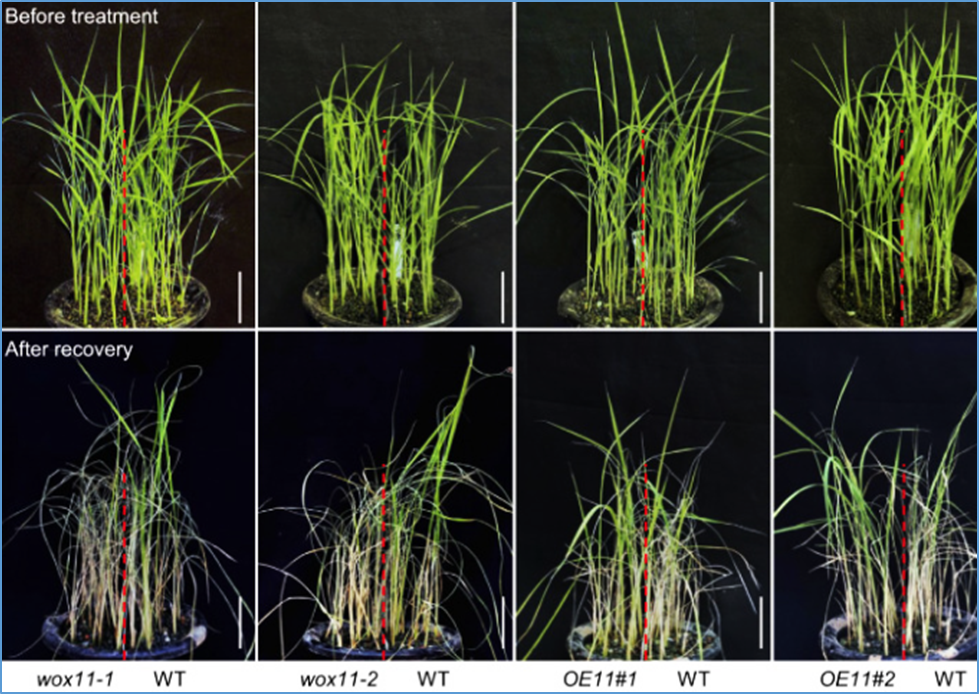 WOX11-OsPRX130 module confers rice drought tolerance by maintaining ROS homeostasis in rice root