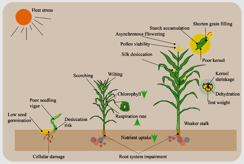 ZmHSFA2d positively regulates maize seedling heat and drought tolerance by modulating photosystem protein synthesis