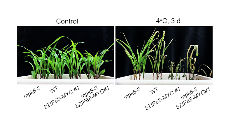 ZmWAK3 overexpression enhances cold tolerance via coordinated improvement of antioxidant defense and photosynthesis