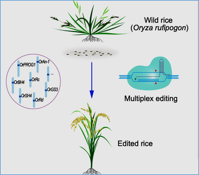 Rubicon Rice Protocol Traits improvement of wild rice O. rufipogon via multiplex genome editing
