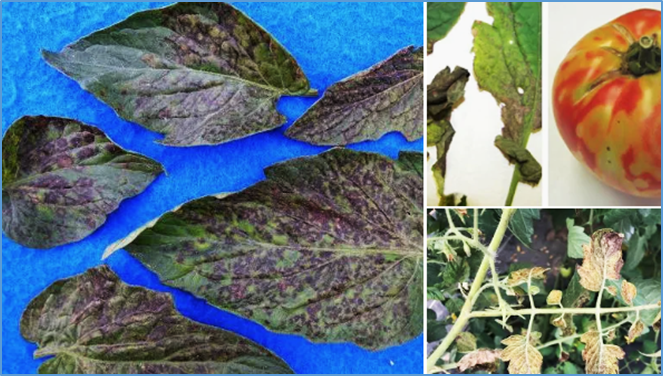 Unmasking Tomato Spotted Wilt Virus in Peanuts: From Nucleocapsid Protein Sequence and Localization to Practical Management in Alabama