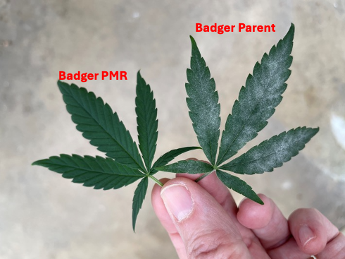 USDA-APHIS Grants Non-Regulated Status to Two Gene-Edited Hemp Varieties