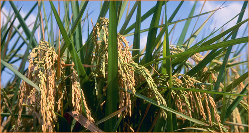 Versatile Genome Editing Using Type I-E CRISPR-Cas3 in Rice