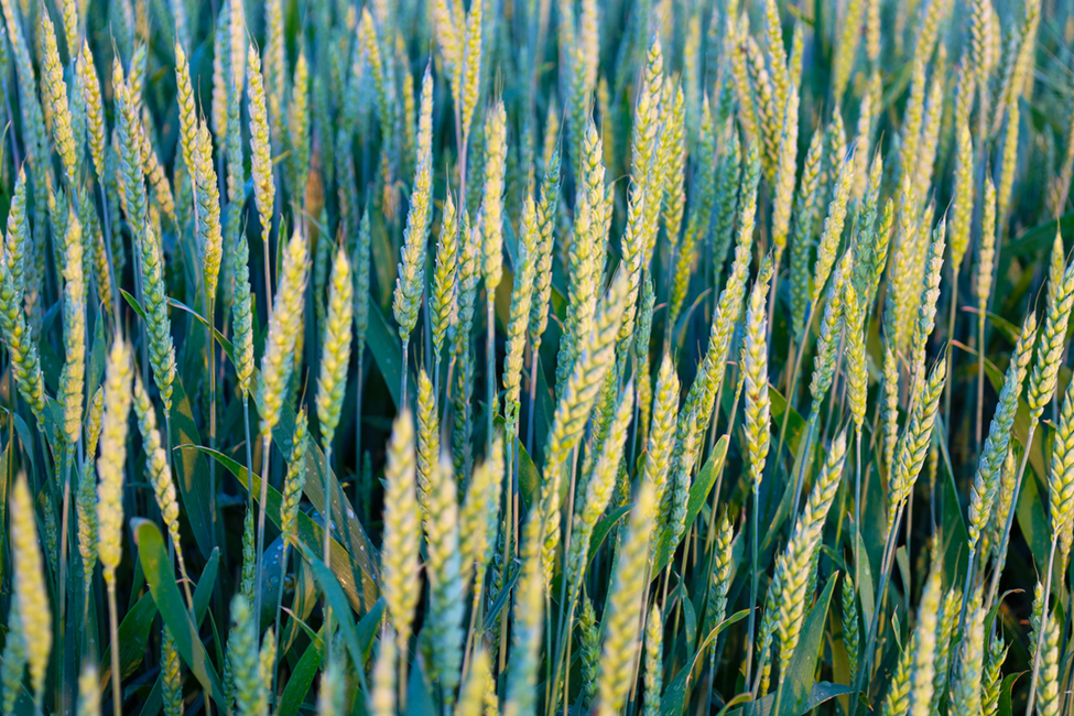 Wheat Gene Discovery Boosts Iron Accumulation for Better Nutrition