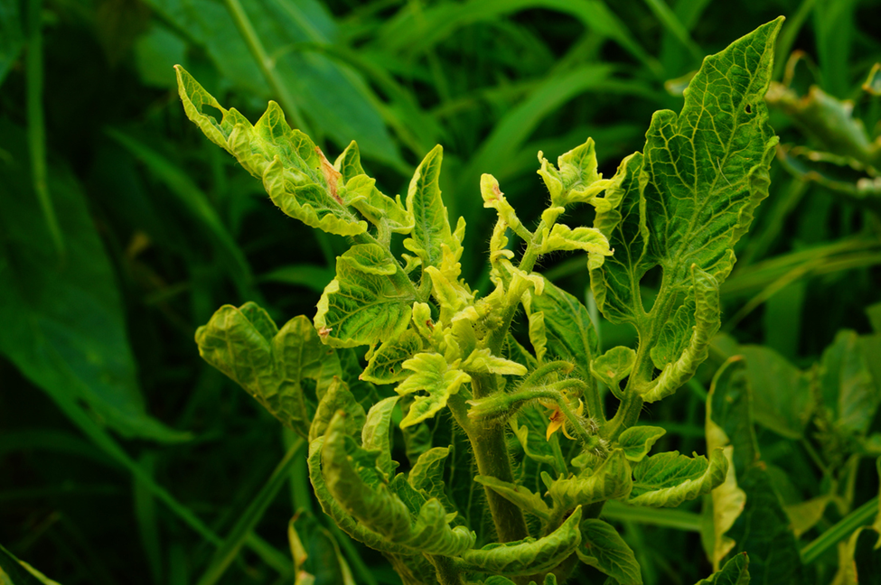 Zhejiang University Develops Rapid Visual Test for Tomato Leaf Curl Virus Using CRISPR